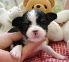 cachorros de chihuahua miniatura(150€) - mejor precio | unprecio.es