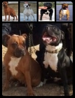 impresionante camada de staffordshire bull terrier - mejor precio | unprecio.es