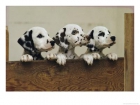 preciosa camada de cachorros dalmatas de raza pura - mejor precio | unprecio.es