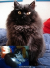 Preciosos gatitos persas - mejor precio | unprecio.es