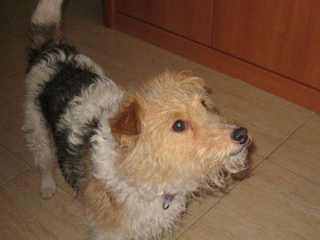 SE REGALA FOX TERRIER HAMBRA 4 AÑOS POR NO PODER ATENDER