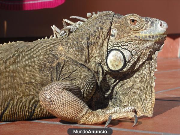 SE VENDE IGUANA ADULTA