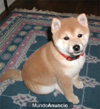 Akita Inu, los mejores ¡Espectaculares!