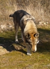 Campeón de España para montas perro lobo checoslovaco - mejor precio | unprecio.es