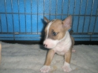 BULL TERRIER A 500 EUROS - mejor precio | unprecio.es