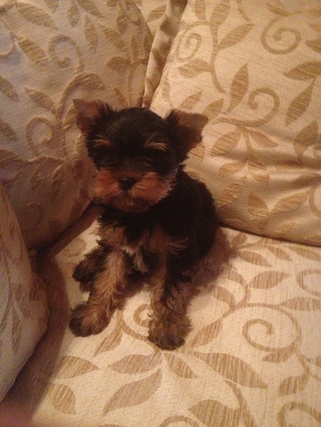 cachorro macho yorkshire