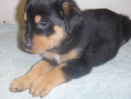 Cachorros de rottweiler