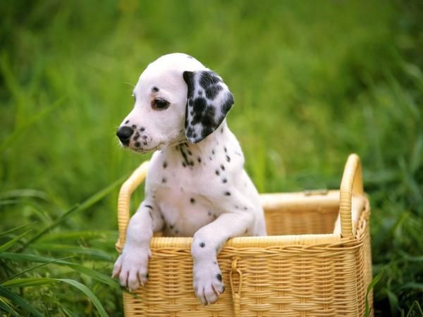 Dálmata machos y cachorros femeninos