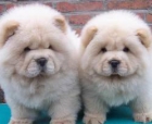 preciosos cachorros de chow chow - mejor precio | unprecio.es