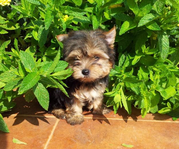 Preciosos Cachorros de Yorkshire Toy