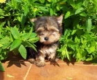 Preciosos Cachorros de Yorkshire Toy - mejor precio | unprecio.es