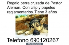 Regalo perra - mejor precio | unprecio.es