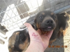 varios perritos en adopcion,murcia - mejor precio | unprecio.es