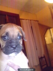 vendo cachorros de boxer - mejor precio | unprecio.es