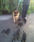 vendo cachorros de pastor aleman ,criados con nosotros - mejor precio | unprecio.es