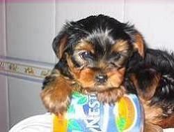 Yorkshire Terrier Toy (Cachorros Miniaturas)