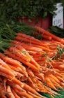 zanahoria para la venta - mejor precio | unprecio.es