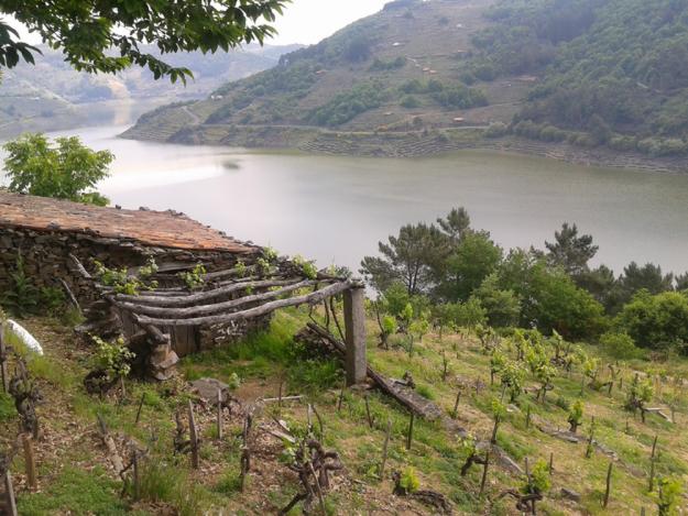 Vendo viñedo en sabadelle - chantada