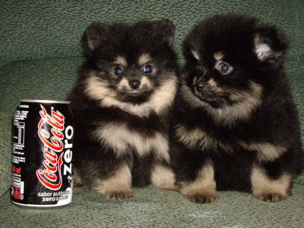 CACHORROS MUY GUAPOS LULU DE POMERANIA CON PEDIGREE