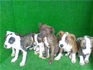 Cachorros Pitbull