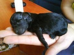 canichescachorros a 275 euros urge vender