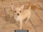 Chihuahuas - mejor precio | unprecio.es