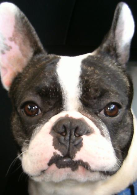 Fabulosa camada de bulldog frances