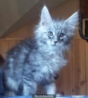 gatos maine coon - mejor precio | unprecio.es