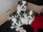 Preciosos cachorros shih tzu - mejor precio | unprecio.es