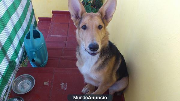 regalo perro