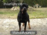 rottweiler para montas