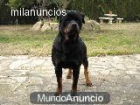 rottweiler para montas - mejor precio | unprecio.es