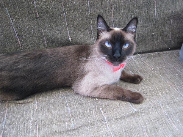 Siamese female cat for free