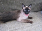 Siamese female cat for free - mejor precio | unprecio.es