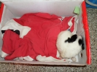 adoptante para cachorro - mejor precio | unprecio.es