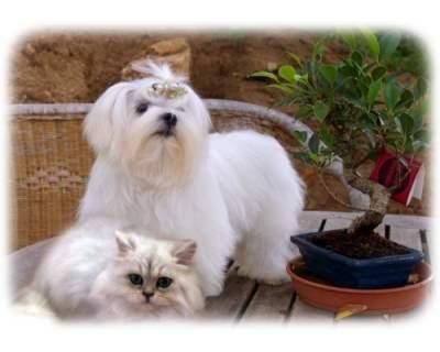 Bichon Maltes