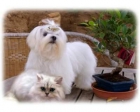 Bichon Maltes - mejor precio | unprecio.es