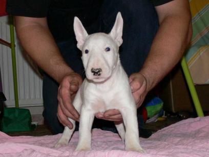 Bull terrier cachorros Para Adopcion Tengo dos hermosas