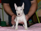 Bull terrier cachorros Para Adopcion Tengo dos hermosas - mejor precio | unprecio.es