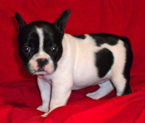 Bulldog francés