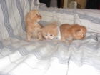 gatos persas - mejor precio | unprecio.es