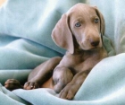 QUIERES UN CACHORRO DE PELICULA???? MUY BUENOS PERROS, MUY FAMILIARES. - mejor precio | unprecio.es