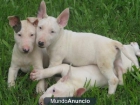 Regalo Bull Terrier cachorros - mejor precio | unprecio.es