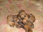 Rhodesian Ridgebck - mejor precio | unprecio.es