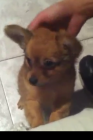 Ultimos cahorros chihuahua pelo largo - mejor precio | unprecio.es