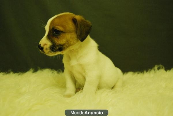 Cachorros Jack russell terrier¡¡   criadores¡