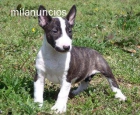 CACHORRO DE BULLTERRIER - mejor precio | unprecio.es
