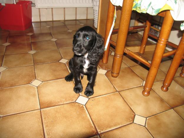 cachorro de cocker spaniel