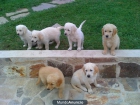 Cachorros de Golden Retriever - mejor precio | unprecio.es
