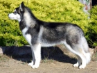 EXCELENTES CACHORROS DE HUSKY SIBERIANO - mejor precio | unprecio.es